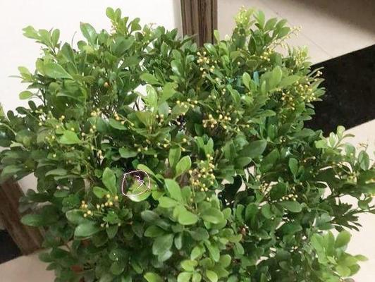 米兰花有毒吗（了解米兰花的毒性及养护技巧）