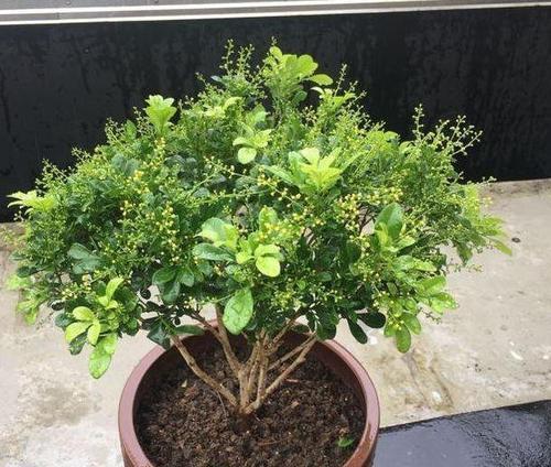 米兰花有毒吗（了解米兰花的毒性及养护技巧）