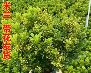 米兰花的香味真的存在吗（解析米兰花的芳香之谜）