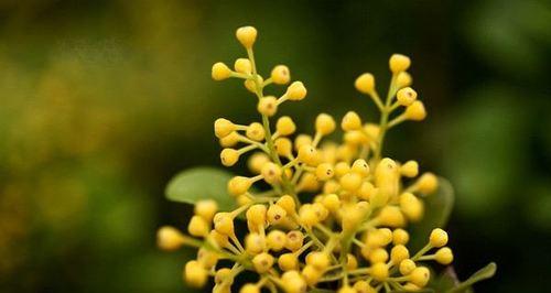 米兰花语大揭秘（了解米兰花语的15种含义）
