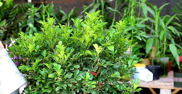 米兰花的繁殖方法和注意事项（轻松培育美丽米兰花）
