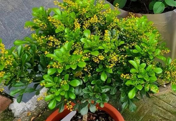 米兰花的繁殖方法和注意事项（轻松培育美丽米兰花）