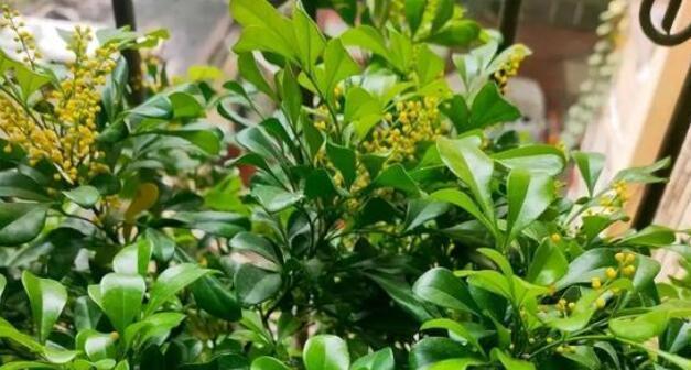 米兰花如何度过寒冬（冬季护理指南）