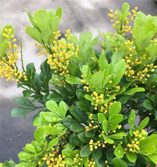 米兰花如何度过寒冬（冬季护理指南）