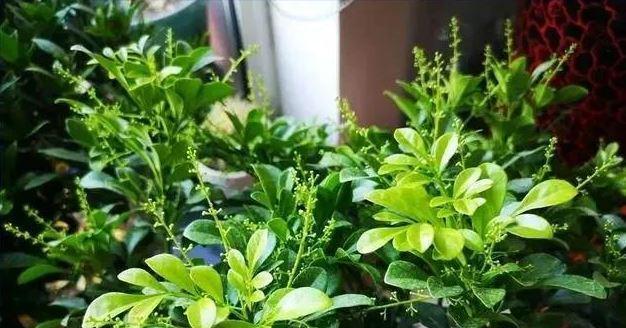 如何正确地浇水米兰花（米兰花的水分需求和浇水技巧）
