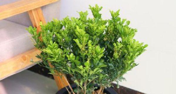 如何养护米兰花（打造美丽的米兰花园——）