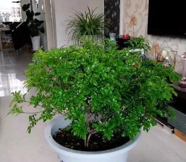 如何种植出健康茂盛的米兰花（米兰花种植技巧与注意事项）