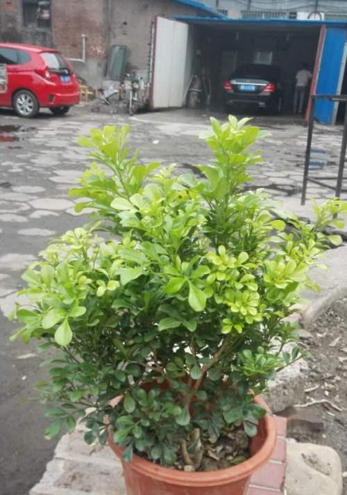如何为米兰浇适合的肥料（选择正确的肥料种类可以帮助植物茁壮成长）
