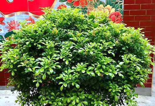 如何为米兰浇适合的肥料（选择正确的肥料种类可以帮助植物茁壮成长）