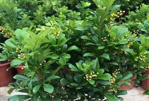 如何正确浇水并确定米兰的最佳浇水时间（米兰浇水时间和正确方法）