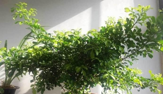 米兰开花后的修剪技巧（如何让米兰在春季绽放出更美丽的花朵）