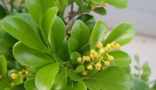 米兰开花后的修剪技巧（如何让米兰在春季绽放出更美丽的花朵）