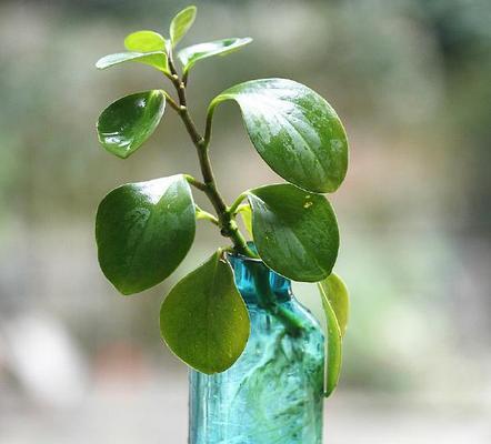 水培米兰的方法与技巧（轻松掌握）