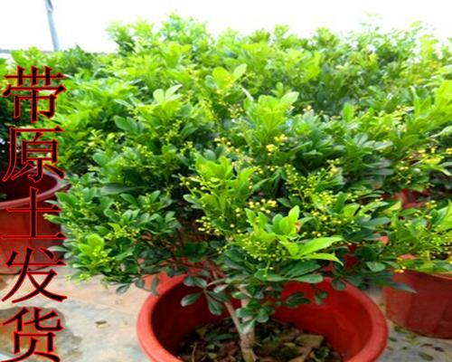 水培米兰的方法与技巧（轻松掌握）