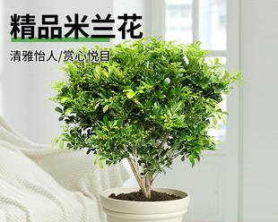 米兰老桩养殖方法及养护事项（以“保养”为关键）