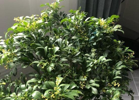 米兰耐受低温程度研究（探究米兰在不同温度下的生存能力）