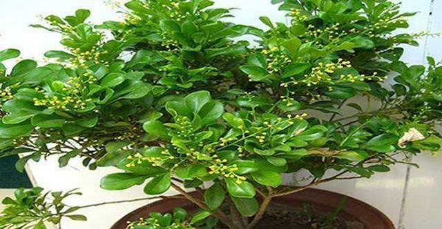 米兰的阳光恐惧症（探究米兰人对阳光的畏惧及原因）
