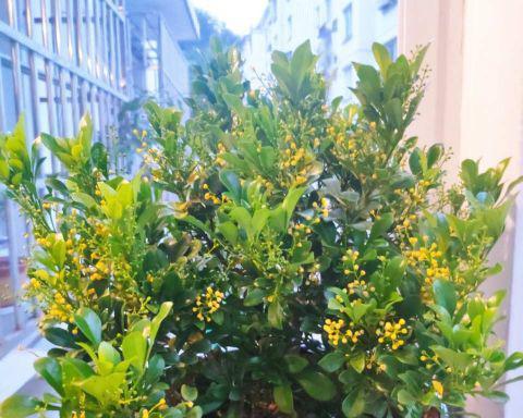 探秘米兰盛开季节的花海（欣赏花朵盛开）