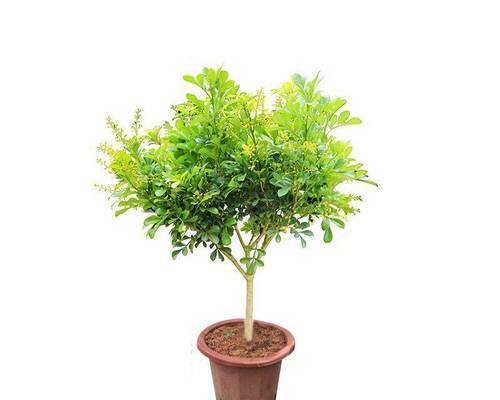 探秘米兰盛开季节的花海（欣赏花朵盛开）
