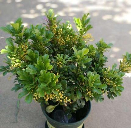探秘米兰盛开季节的花海（欣赏花朵盛开）