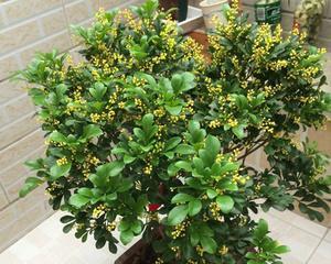 米兰——一座花园城市（以花为魂）