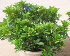 米兰四季花海（一年四季都能看到绚丽花海的秘密花园）