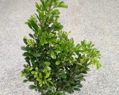 米兰四季花海（一年四季都能看到绚丽花海的秘密花园）