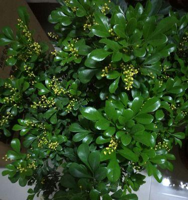 如何养护米兰开出美丽的花朵（从光照、温度到施肥）