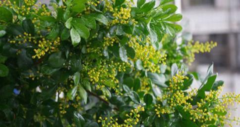 米兰花花期月份及时间详解（探寻米兰的四季花海）