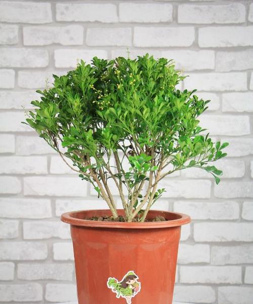 米兰花花期月份及时间详解（探寻米兰的四季花海）