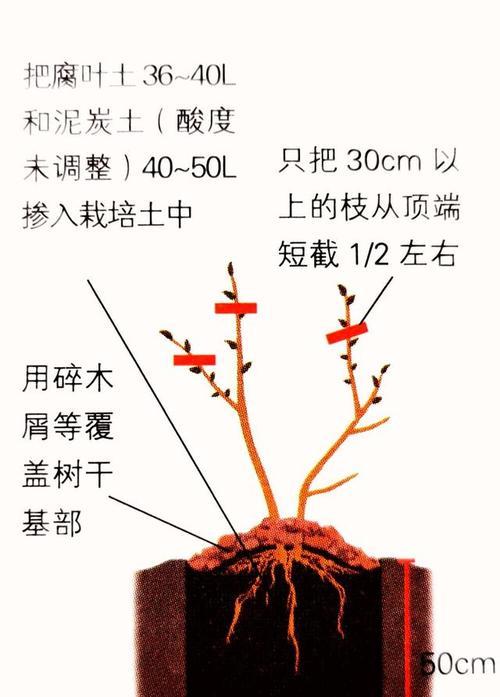 米兰修剪方法大揭秘（了解米兰修剪方法）