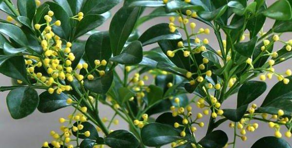 米兰修剪方法大揭秘（了解米兰修剪方法）