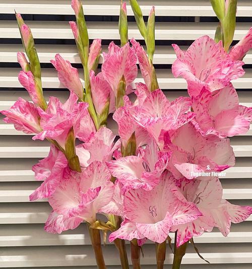 剑兰荷花的象征意义与美丽（浓情芬芳）