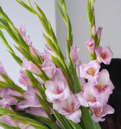 剑兰花（剑兰花的花语及其象征意义的探索）
