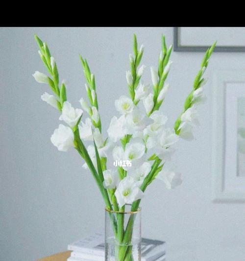 剑兰花（剑兰花的花语及其象征意义的探索）