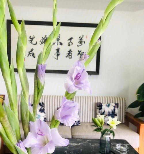 剑兰花（借剑兰花花语解释心灵的蓬勃成长）