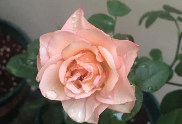 金奖章月季花语(花开满园)