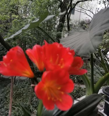 以君子兰的花语传递爱与美的力量（亲情、友情、爱情）