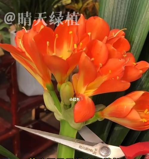 君子兰的双重绽放（一年两次花开）