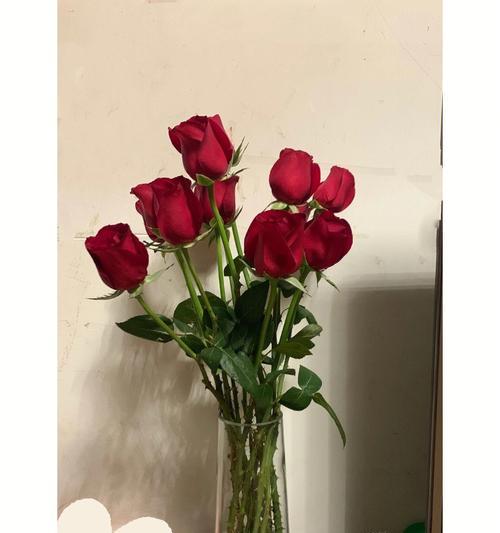 卡罗拉玫瑰的花语与意义（一朵玫瑰）