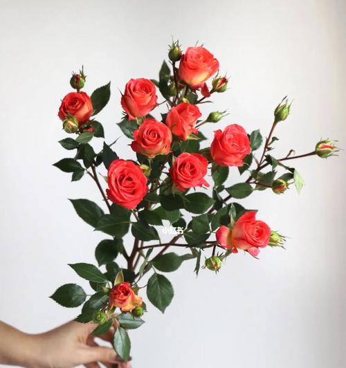狂欢泡泡玫瑰花语（狂欢泡泡玫瑰的魅力与表达方式）