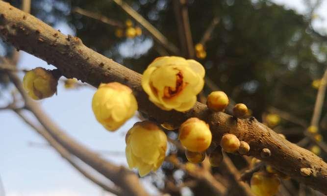 腊梅花传递爱心的花语（倾心传递）