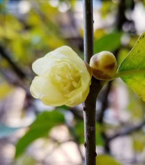 腊梅花传递爱心的花语（倾心传递）