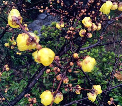 腊梅花的花语及其寓意解析（傲雪凌霜）