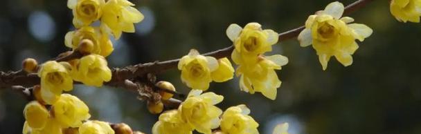 腊梅花的花语及其寓意解析（傲雪凌霜）