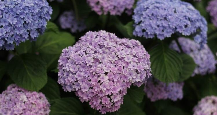 蓝边八仙花的花语与美丽秘密（探秘蓝边八仙花的神奇语言与意义）