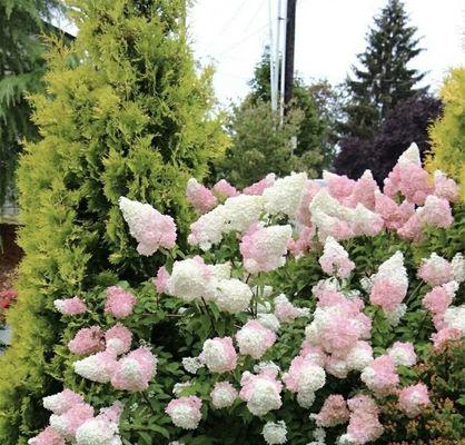 蓝边八仙花的花语与美丽秘密（探秘蓝边八仙花的神奇语言与意义）