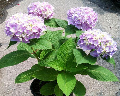 蓝边八仙花的花语与美丽秘密（探秘蓝边八仙花的神奇语言与意义）