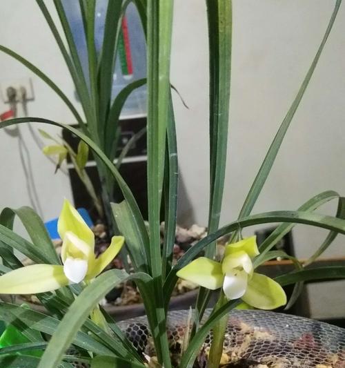 以兰花寓意送人之美（以兰花传达心意的艺术之道）