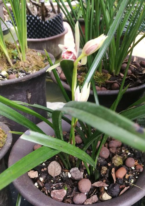 兰花（探寻兰花的花语和寓意）